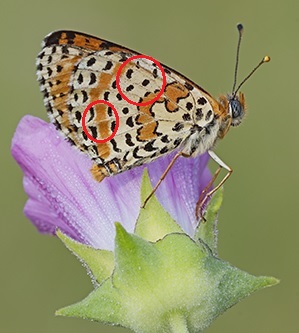 Differenza tra due Melitaea: Melitaea didyma e Melitaea phoebe